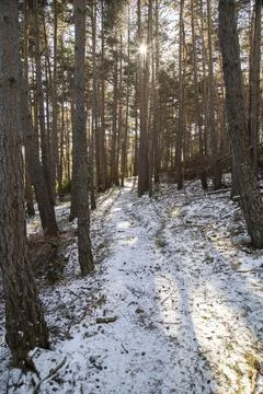 Snowy path among trees Foto stock
