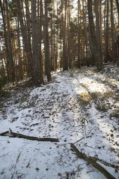 Snowy path among trees Stock Photos