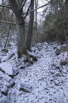 Snowy path among trees Foto stock
