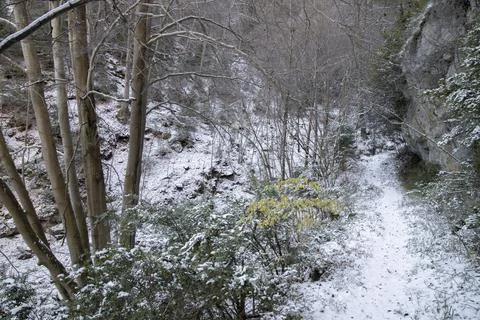 Snowy path among trees Foto stock