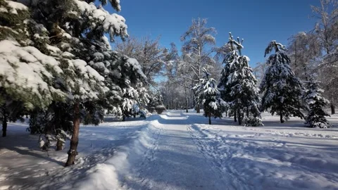 Snowy Path And Fir Trees In Winter Park Under Sun Stock Footage 335203507