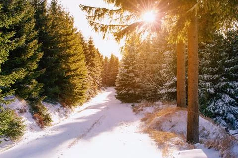 Snowy path in the beautiful winter forest with sunlight. Stock Photos