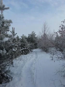 Snowy Path Between Pine Trees and Red Berries Stock Photos