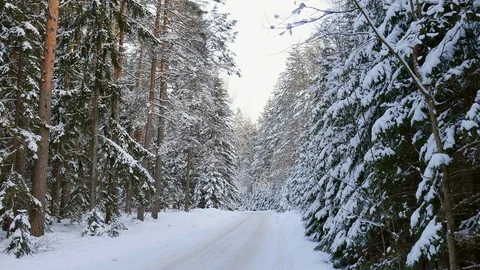 Snowy path in the coniferous forest. Stock Footage 119520971