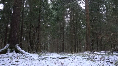 Snowy path in a dark dense pine winter forest with light snowfall. Stock Footage 257409478