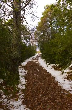 Snowy path exiting the forest Stock Photos