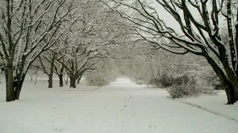 Snowy Path Flanked by Trees 스톡 동영상 20446155