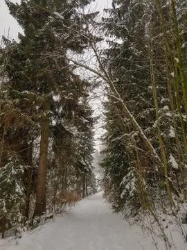 Snowy path in the forest during winter Stock Photos