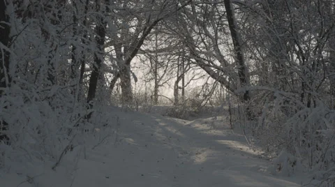 Snowy path in forest Stock Footage 35510495