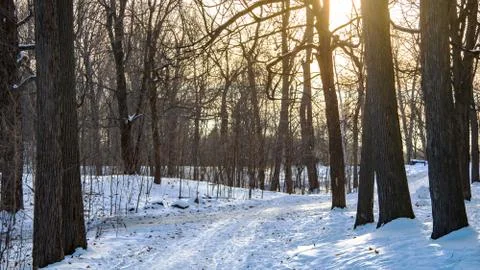 Snowy Path in Forest Stock Photos