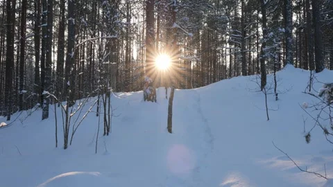 Snowy path in the forest with sunlight shining through trees in winter Stock Footage 343509603
