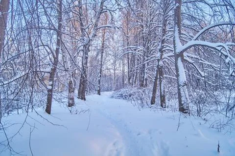 Snowy path in the forest. The trees are covered with snow after a heavy snowf Stock Photos