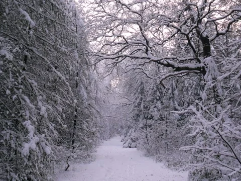 Snowy path in forest with trees covered in snow during sunset Stock Footage 342521604