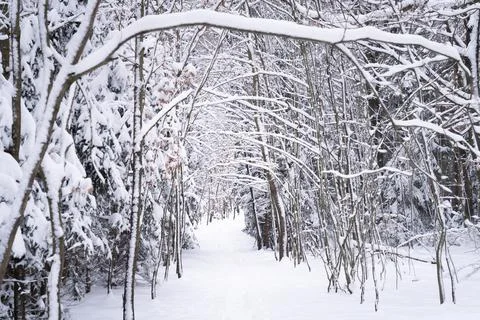 Snowy path leading through dense forest, natural winter background Stock Photos