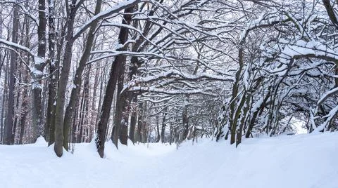Snowy path leading through dense forest, natural winter background Stock Photos