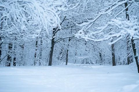 Snowy path in the park. Stock Photos