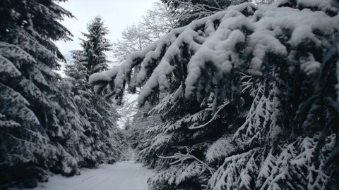 Snowy path at pine forest, Carpathian mountains, Ukraine. 4k Stock Footage 129696653