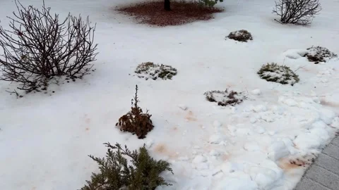 Snowy Path with Plants Stock Footage 277664750