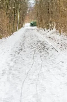 Snowy path through bare trees with tire tracks leading into the distance Stock Photos