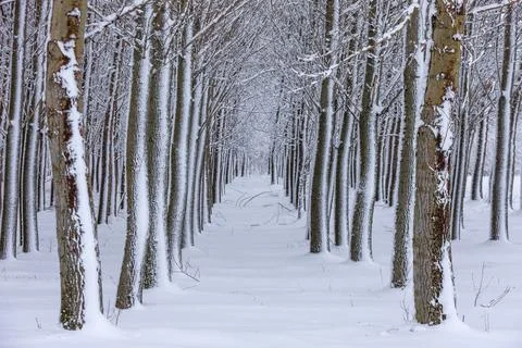 Snowy path through trees. Stock Photos