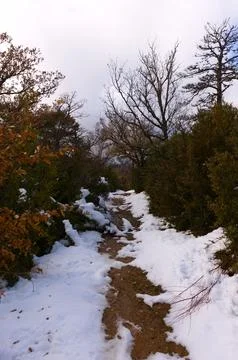 Snowy path through vegetation Stock Photos