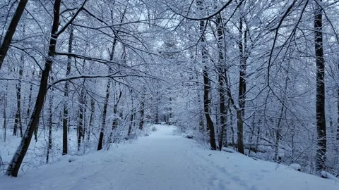 Snowy Path Through Winter Forest With Trees Push In Shot Stock Footage 329231508