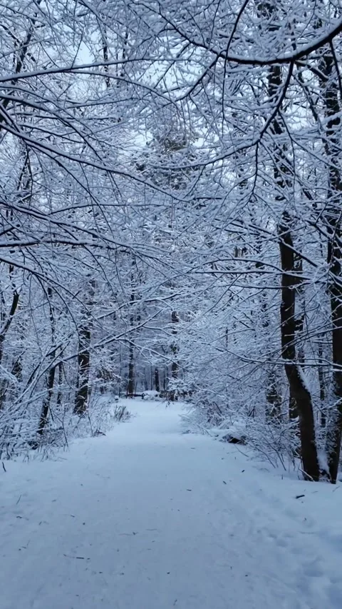 Snowy Path Through Winter Forest With Trees Push In Shot 스톡 동영상 336540339