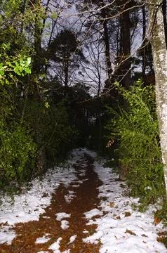 Snowy path through the winter forest Stock Photos
