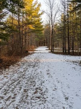 Snowy Path Through a Winter Forest with Golden Hour Sunlight 스톡 사진