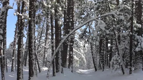 Snowy Path in the Trees Stock Footage 93782673
