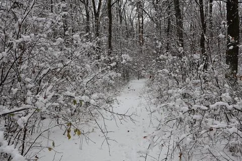Snowy path winding through a serene winter forest Stock Photos
