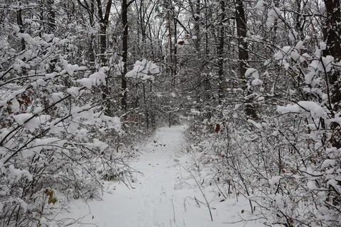 Snowy path winding through a serene winter forest Stock Photos