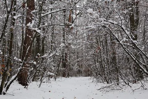 Snowy path winding through a serene winter forest Stock Photos