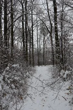 Snowy path winding through serene winter forest Fotos de archivo