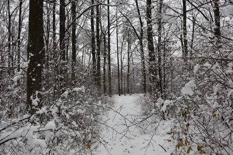 Snowy path winding through a serene winter forest Fotos de archivo