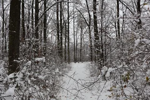Snowy path winding through a serene winter forest Fotos de archivo