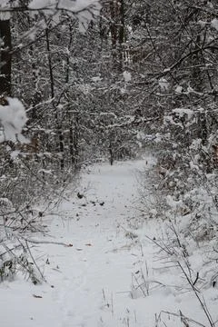 Snowy path winding through snow covered forest in winter Stock Photos
