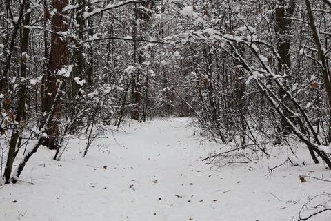 Snowy path winding through winter forest landscape Stock Photos