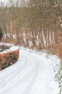 A snowy path winds through a forest with bare trees and a hedge on the side Stock Photos