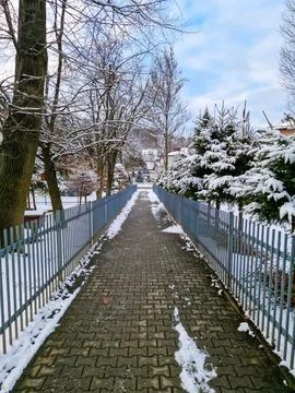 Snowy Pathway Between Trees for Walking Stock Photos