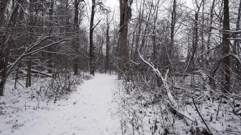 Snowy pathway Stock Footage 100023511