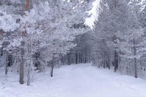 Snowy pathway through a forest during winter with frosted trees and soft white Stock Photos