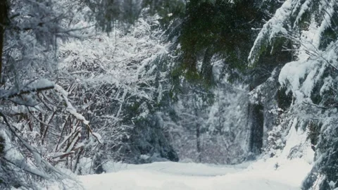Snowy Pathway Through a Slow Motioned Snow Covered Pine Forest Landscape Video stock 296283908