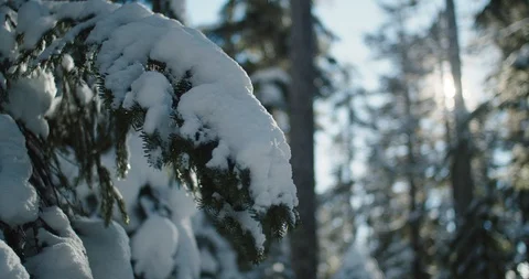 Snowy pine bow in mountain forest Stock Footage 103333973