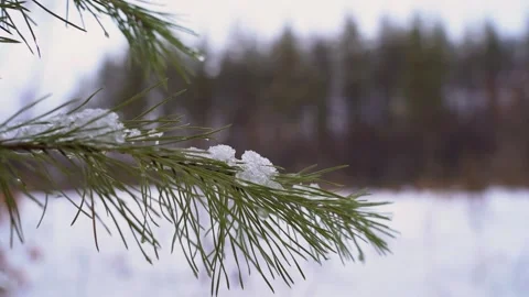Snowy pine branch sways in the wind close-up Stock Footage 240900464