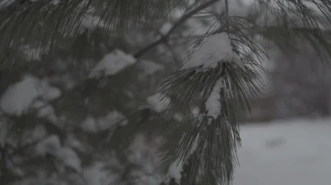Snowy Pine branch in wind 120fps Stock Footage 33757298