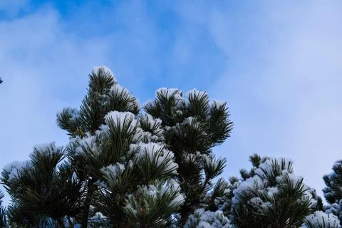 Snowy pine branches against a dynamic blue sky Fotos Stock