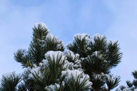 Snowy pine branches against a dynamic blue sky 库存照片