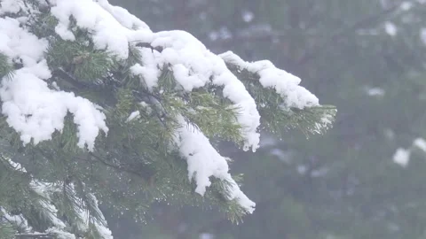 Snowy pine branches and snowfall Video stock 301806784