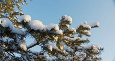 Snowy pine branches on background of the blue sky. in December Stock Footage 147383754
